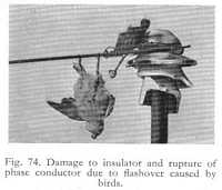 Fig. 74. - Damage to insulator and rupture of phase conductor due to flashover caused by birds.