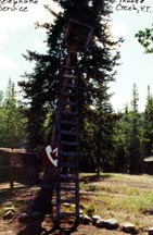 phone in tree