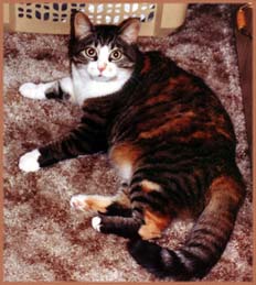 Cinnamon kitty